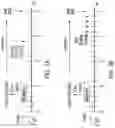 Fig. 09 - CONDITIONING METHODS FOR GENE THERAPY