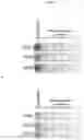 Fig. 18 - PEPTIDES DERIVED FROM TRANSIENT RECEPTOR POTENTIAL CATION CHANNEL SUBFAMILY M MEMBER 1 (TRPM1), COMPLEXES COMPRISING SUCH PEPTIDES BOUND TO MHC MOLECULES