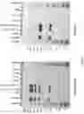 Fig. 22 - Pharmaceutical compositions comprising anti-191P4D12 antibody drug conjugates and methods of use thereof