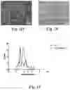Fig. 03 - BIOMIMETIC ANISOTROPIC POLYMERIC PARTICLES WITH NATURALLY DERIVED CELL MEMBRANES FOR ENHANCED DRUG DELIVERY