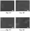 Fig. 06 - BIOMIMETIC ANISOTROPIC POLYMERIC PARTICLES WITH NATURALLY DERIVED CELL MEMBRANES FOR ENHANCED DRUG DELIVERY