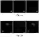 Fig. 07 - BIOMIMETIC ANISOTROPIC POLYMERIC PARTICLES WITH NATURALLY DERIVED CELL MEMBRANES FOR ENHANCED DRUG DELIVERY