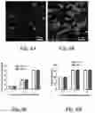 Fig. 09 - BIOMIMETIC ANISOTROPIC POLYMERIC PARTICLES WITH NATURALLY DERIVED CELL MEMBRANES FOR ENHANCED DRUG DELIVERY