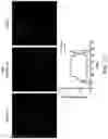 Fig. 14 - BIOMIMETIC ANISOTROPIC POLYMERIC PARTICLES WITH NATURALLY DERIVED CELL MEMBRANES FOR ENHANCED DRUG DELIVERY