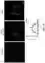 Fig. 23 - BIOMIMETIC ANISOTROPIC POLYMERIC PARTICLES WITH NATURALLY DERIVED CELL MEMBRANES FOR ENHANCED DRUG DELIVERY