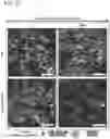 Fig. 16 - HYPOXIA-INDUCING CRYOGELS