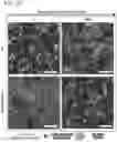 Fig. 18 - HYPOXIA-INDUCING CRYOGELS