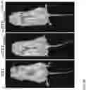 Fig. 11 - DELIVERY OF MACROMOLECULES INTO THE CENTRAL NERVOUS SYSTEM VIA THE BLOODSTREAM