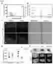 Fig. 14 - DELIVERY OF MACROMOLECULES INTO THE CENTRAL NERVOUS SYSTEM VIA THE BLOODSTREAM