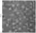 Fig. 18 - DELIVERY OF MACROMOLECULES INTO THE CENTRAL NERVOUS SYSTEM VIA THE BLOODSTREAM