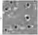 Fig. 19 - DELIVERY OF MACROMOLECULES INTO THE CENTRAL NERVOUS SYSTEM VIA THE BLOODSTREAM