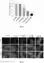 Fig. 06 - Doxorubicin Containing Nanoplexes and Uses Thereof