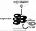 Fig. 01 - FASL IMMUNOMODULATORY GENE THERAPY COMPOSITIONS AND METHODS FOR USE