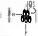 Fig. 02 - FASL IMMUNOMODULATORY GENE THERAPY COMPOSITIONS AND METHODS FOR USE