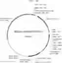 Fig. 01 - IMPROVED THERAPEUTIC METHOD FOR RARE OCULAR DISEASES BY GENE REPLACEMENT