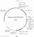 Fig. 02 - IMPROVED THERAPEUTIC METHOD FOR RARE OCULAR DISEASES BY GENE REPLACEMENT
