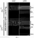 Fig. 03 - IMPROVED THERAPEUTIC METHOD FOR RARE OCULAR DISEASES BY GENE REPLACEMENT
