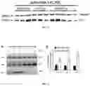 Fig. 04 - IMPROVED THERAPEUTIC METHOD FOR RARE OCULAR DISEASES BY GENE REPLACEMENT