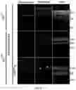 Fig. 05 - IMPROVED THERAPEUTIC METHOD FOR RARE OCULAR DISEASES BY GENE REPLACEMENT