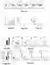 Fig. 05 - Lentiviral vectors for therapeutic expression of BTK in haematopoietic cells