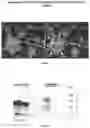 Fig. 02 - NEW GENE THERAPY CONSTRUCTS