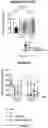 Fig. 04 - NEW GENE THERAPY CONSTRUCTS