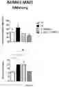 Fig. 08 - NEW GENE THERAPY CONSTRUCTS
