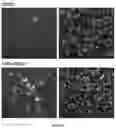 Fig. 11 - NEW GENE THERAPY CONSTRUCTS