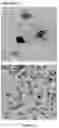 Fig. 12 - NEW GENE THERAPY CONSTRUCTS