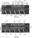 Fig. 10 - ENHANCED HUMAN OPSIN PROMOTER FOR ROD SPECIFIC EXPRESSION