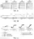Fig. 11 - ENHANCED HUMAN OPSIN PROMOTER FOR ROD SPECIFIC EXPRESSION