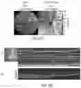 Fig. 15 - ENHANCED HUMAN OPSIN PROMOTER FOR ROD SPECIFIC EXPRESSION