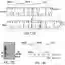 Fig. 23 - ENHANCED HUMAN OPSIN PROMOTER FOR ROD SPECIFIC EXPRESSION