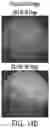 Fig. 26 - ENHANCED HUMAN OPSIN PROMOTER FOR ROD SPECIFIC EXPRESSION