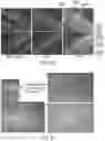 Fig. 34 - ENHANCED HUMAN OPSIN PROMOTER FOR ROD SPECIFIC EXPRESSION