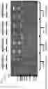 Fig. 16 - CONTROLLED EXPRESSION OF TRANSGENES USING CLOSED-ENDED DNA (CEDNA) VECTORS