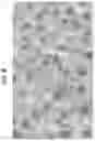 Fig. 19 - CONTROLLED EXPRESSION OF TRANSGENES USING CLOSED-ENDED DNA (CEDNA) VECTORS