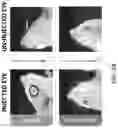 Fig. 20 - CONTROLLED EXPRESSION OF TRANSGENES USING CLOSED-ENDED DNA (CEDNA) VECTORS