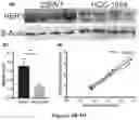 Fig. 06 - HER3 peptides for imaging and radiotherapy