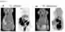 Fig. 03 - Neovascular-targeting contrast medium composition and method for preparing same