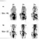 Fig. 04 - Neovascular-targeting contrast medium composition and method for preparing same