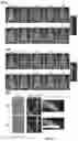 Fig. 19 - COMPOUNDS AND METHODS FOR THE DETECTION OF TRPV-6 CANCERS AND DRUG DELIVERY