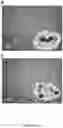 Fig. 19 - FUNCTIONALIZED SILICA NANORINGS, METHODS OF MAKING SAME, AND USES THEREOF