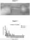 Fig. 07 - TISSUE REPAIR SCAFFOLD AND DEVICE