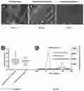 Fig. 12 - Biopolymer scaffold implants and methods for their production