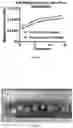 Fig. 14 - Biopolymer scaffold implants and methods for their production