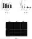 Fig. 18 - Biopolymer scaffold implants and methods for their production