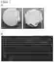Fig. 10 - POROUS POLYMER SCAFFOLD AND METHODS THEREOF