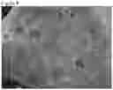 Fig. 11 - POROUS POLYMER SCAFFOLD AND METHODS THEREOF