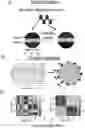 Fig. 01 - NEURONAL STIMULATION MODEL, DEVICE AND METHODS USING ALTERNATE CURRENT